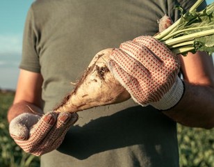 cukrovka