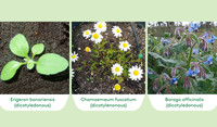 Pictures of weeds