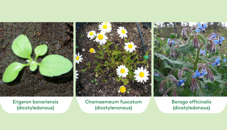 Pictures of weeds