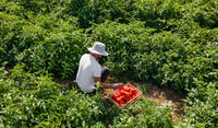 Farmer in the field