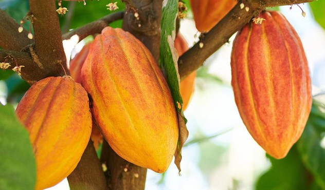 ADAMA solution for Cocoa disease ADAMA solution for Cocoa disease