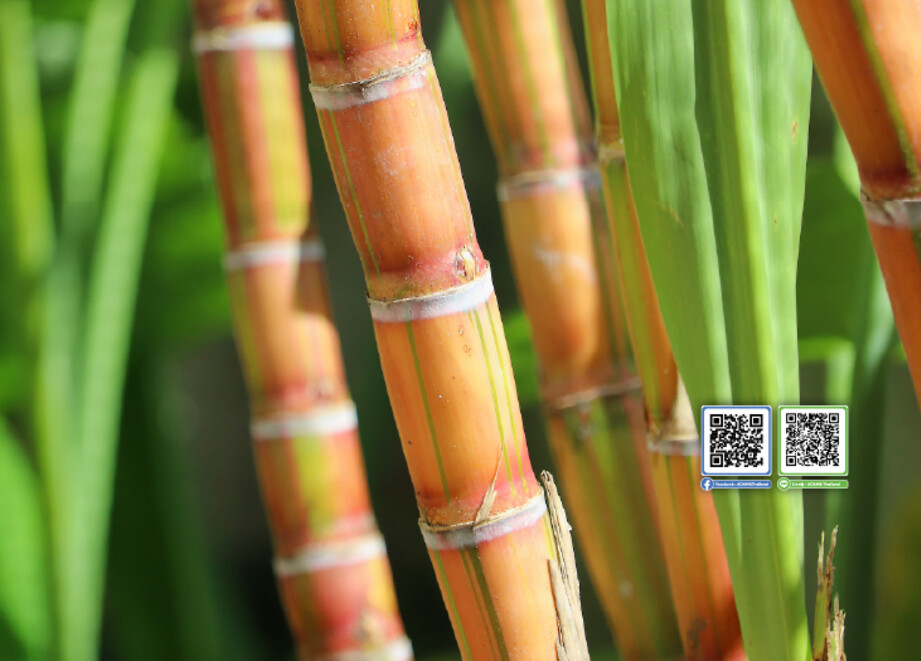 ADAMA SUGARCANE  
