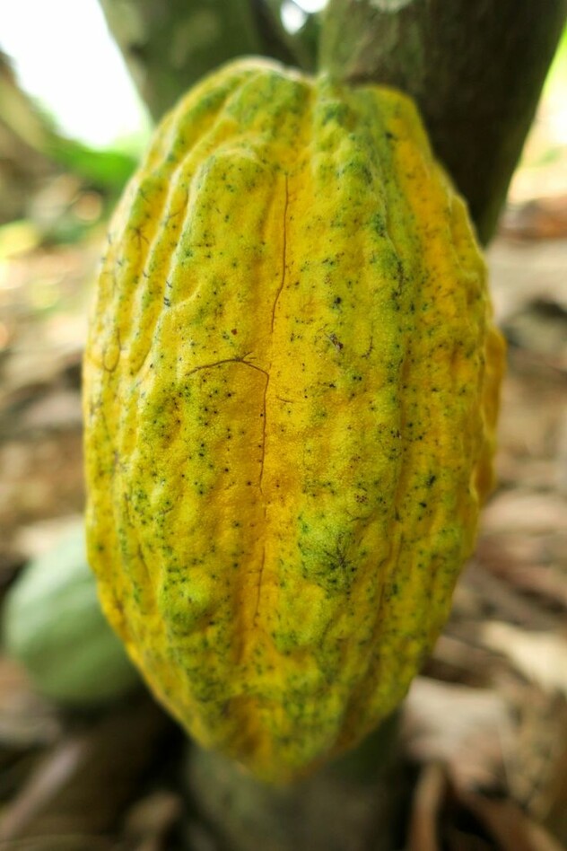 Cocoa protection - ADAMA solution