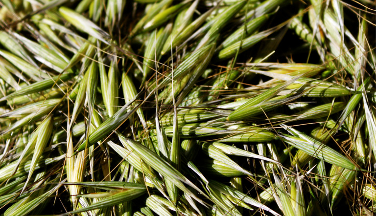 Wild oats