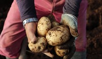 Picking potatoes