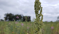 Quinoa