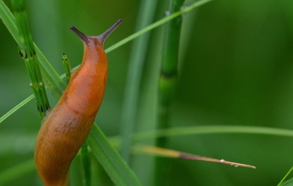 Slug