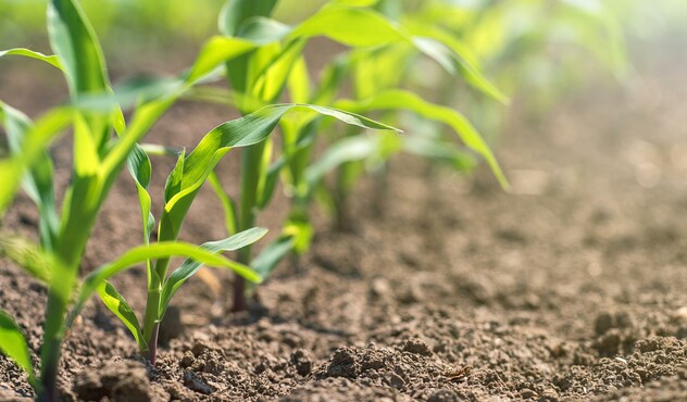Corn Plant